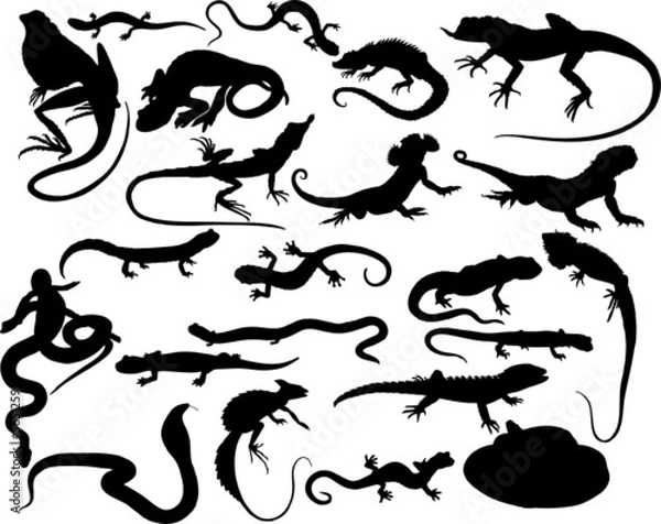 Obraz Vector illustration reptiles