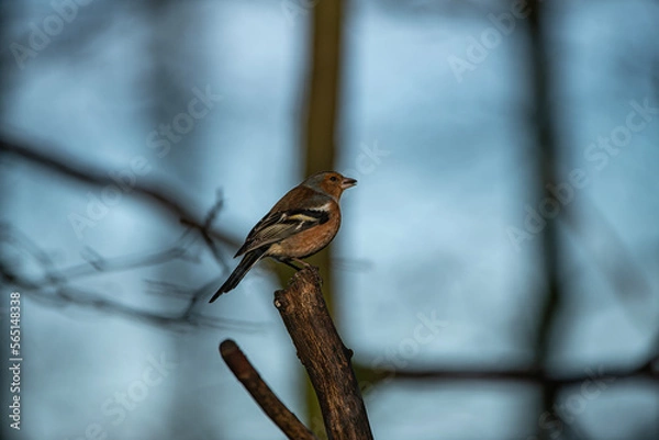 Obraz Chaffinch 