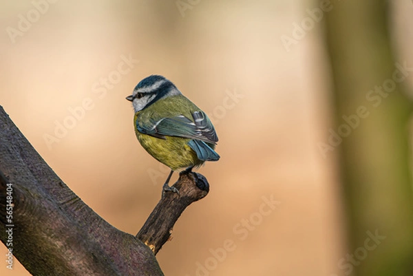 Obraz Blue Tit