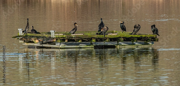 Obraz Shags on Pontoon 