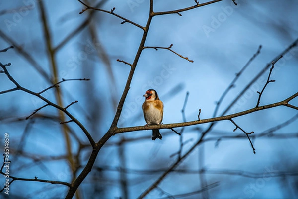 Obraz Goldfinch 