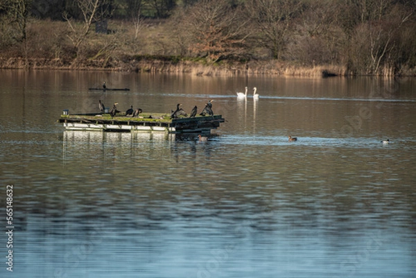 Obraz shags on potion 