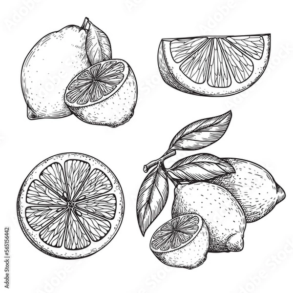 Fototapeta Hand drawn sketch style lemons set. Whole and sliced citrus fruit. Best for package and menu designs. Vector illustrations.