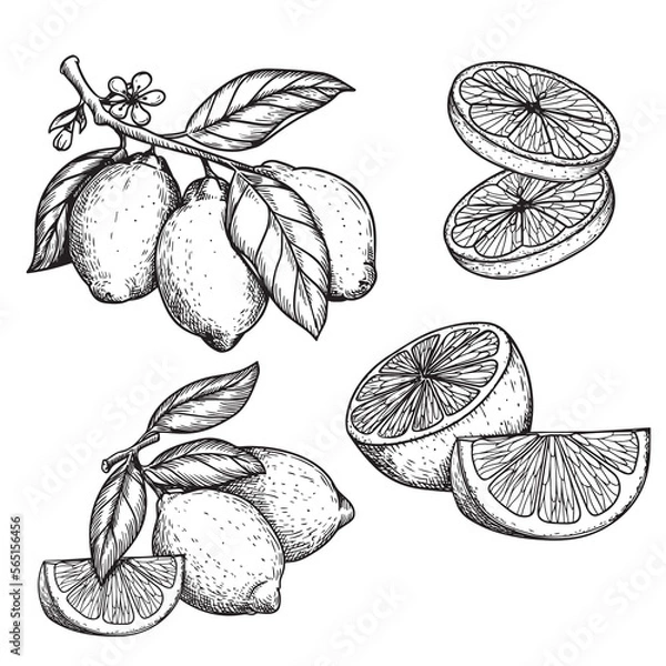 Fototapeta Hand drawn sketch style lemons set. Whole and sliced citrus fruit. Best for package and menu designs. Vector illustrations.