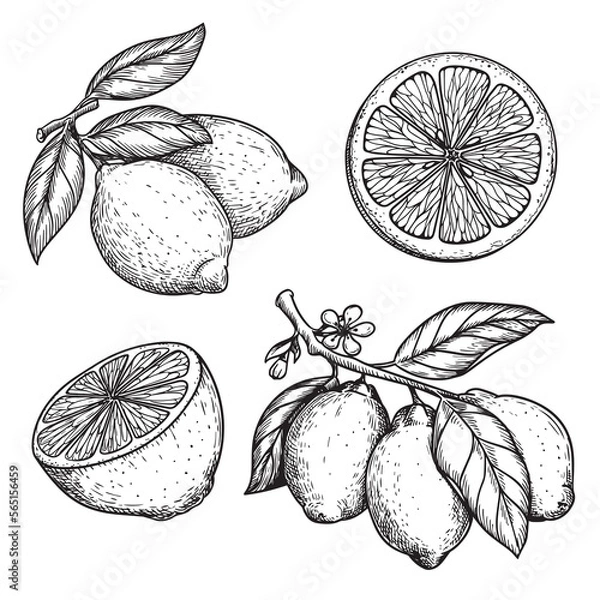 Fototapeta Hand drawn sketch style lemons set. Whole and sliced citrus fruit. Best for package and menu designs. Vector illustrations.