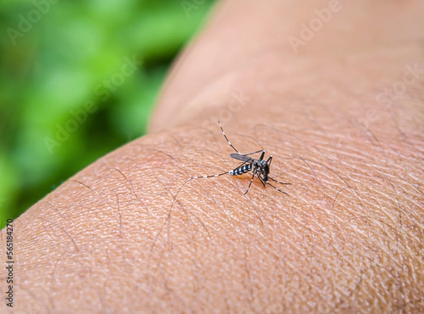 Fototapeta Aedes aegypti is a mosquito that has black and white stripes on its body and this mosquito can cause humans to contract dengue fever.