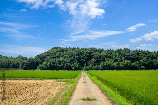 Fototapeta 田園風景