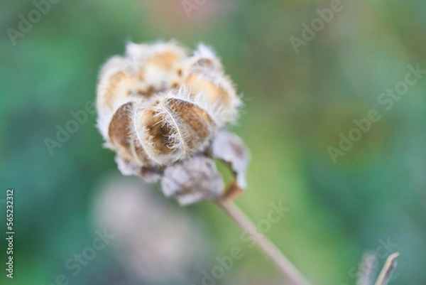 Fototapeta 冬の公園の花々