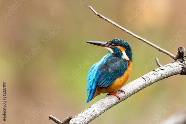 Obraz 翡翠ポートレート