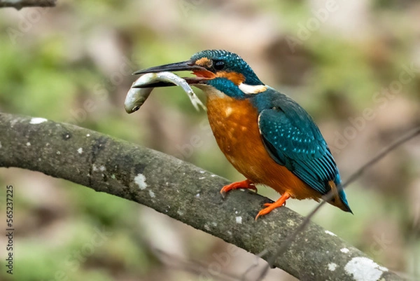 Obraz 翡翠の狩り