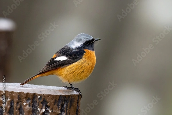 Obraz ジョウビタキ