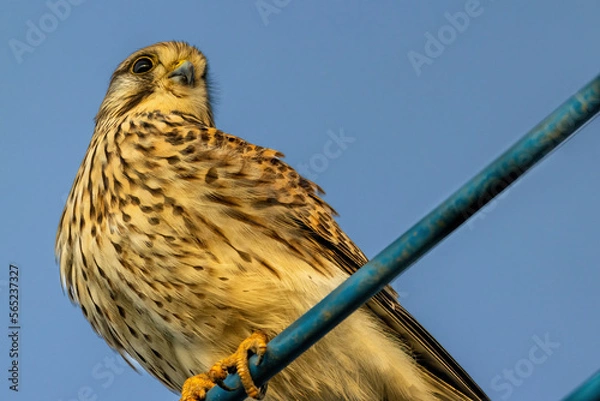 Obraz チョウゲンボウ