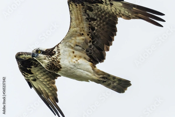 Obraz ミサゴと狩り４