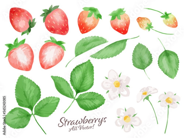 Obraz 苺の水彩風ベクターイラストパーツセット　主線なし