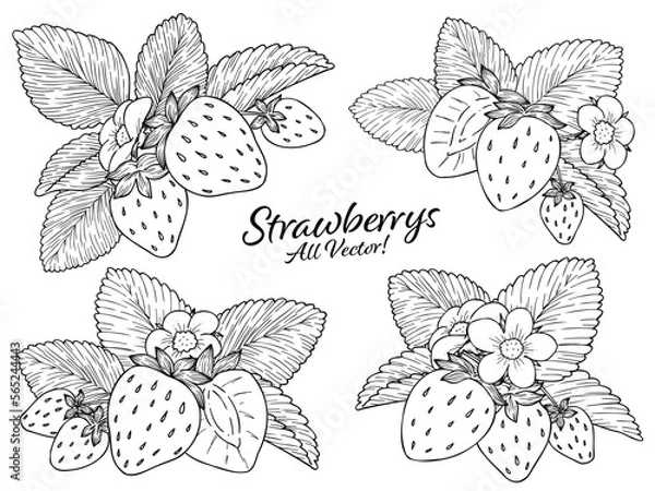 Fototapeta 苺の線画ベクターイラストセット　白塗り