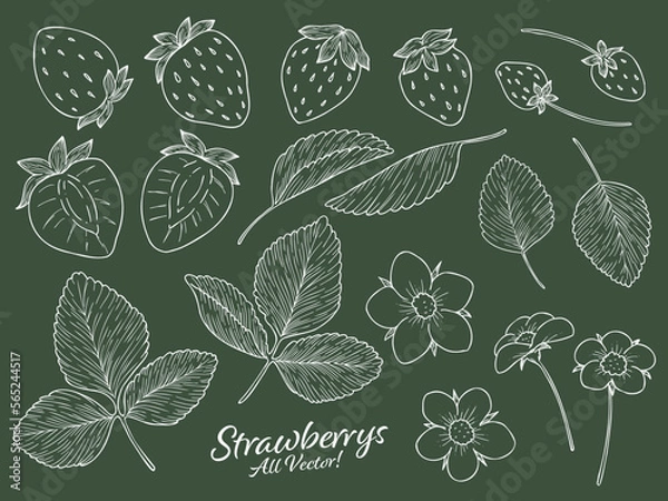 Obraz 苺の線画ベクターイラストパーツセット　白線