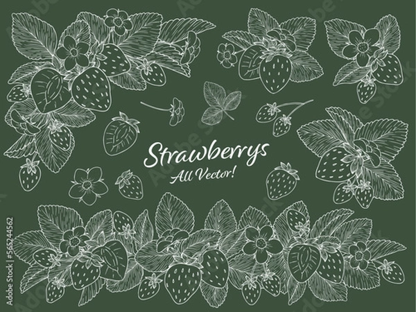 Obraz 苺の線画ベクターイラストセット　白線