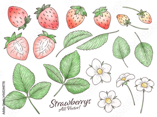 Obraz 苺の水彩風ベクターイラストパーツセット　主線あり