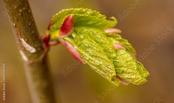 Fototapeta Opening bud on a tree in spring.