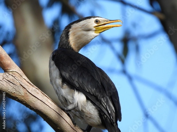 Fototapeta cormorant in tree