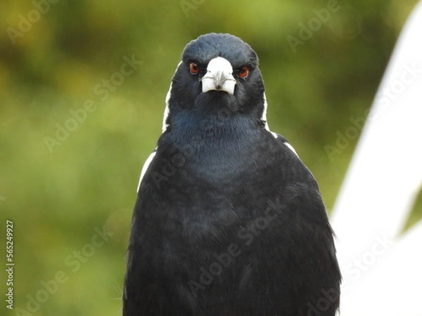 Fototapeta Magpie looking at camera