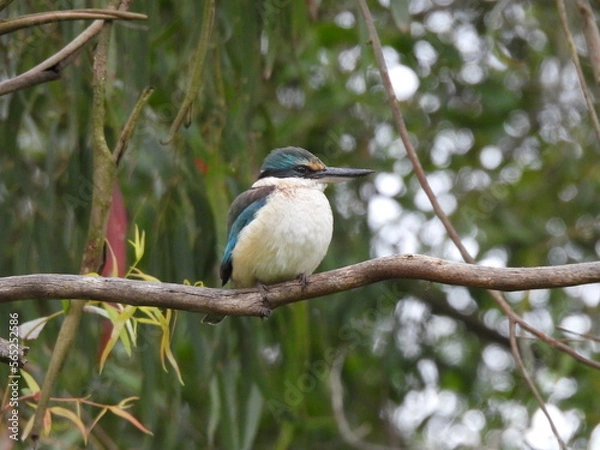 Fototapeta sacred kingfisher