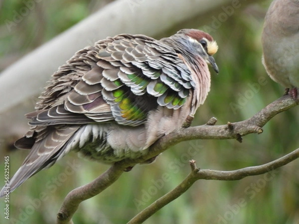 Fototapeta bronzewing pigeon on branch