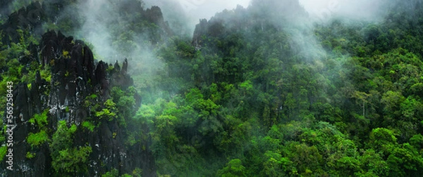 Fototapeta Morning mist on the canopy in the mountains of the rainforest 