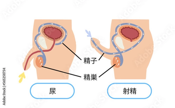 Obraz 男性生殖器　射精のしくみ　ベクターイラスト