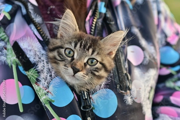 Fototapeta cat meyaya