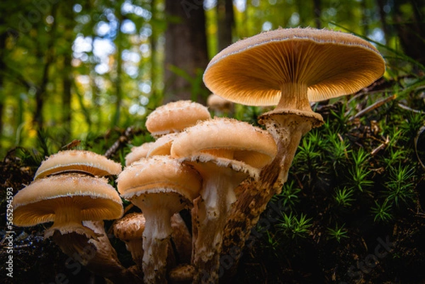 Fototapeta mushroom in the forest