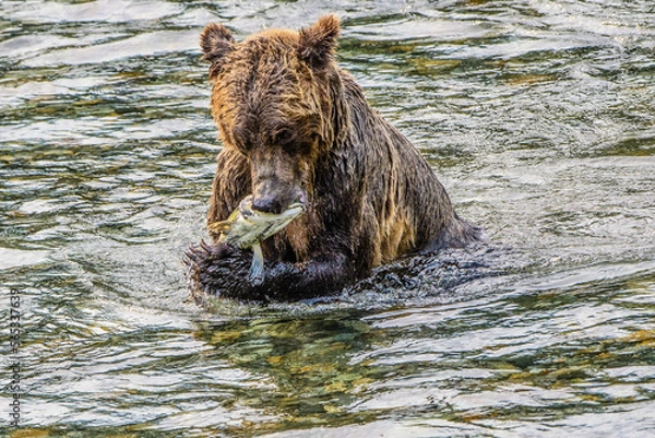 Obraz Close up of a Grizzly bear eating its catch