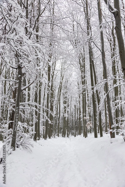 Fototapeta Winter im Wald