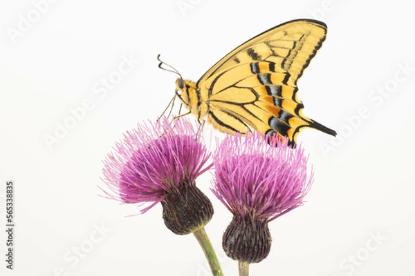 Fototapeta ノアザミとキアゲハ 白背景
