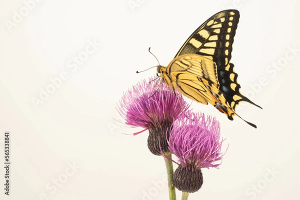 Fototapeta ノアザミとキアゲハ 白背景
