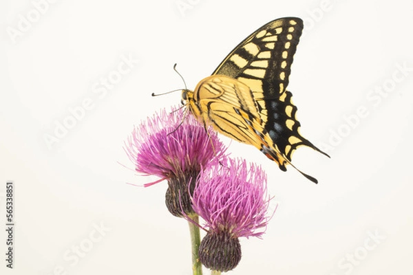 Fototapeta ノアザミとキアゲハ 白背景