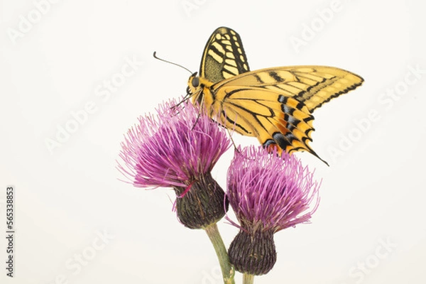 Fototapeta ノアザミとキアゲハ 白背景