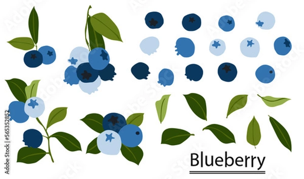Fototapeta ฺBlueberry on white background.Eps 10 vector.