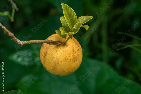 Fototapeta Citrus trifoliata