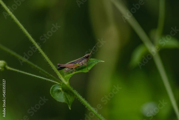 Fototapeta grasshopper on a leaf