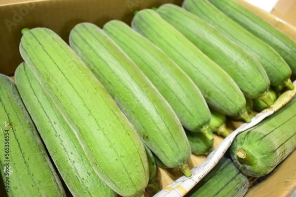 Fototapeta 沖縄県産ヘチマ (Okinawa)