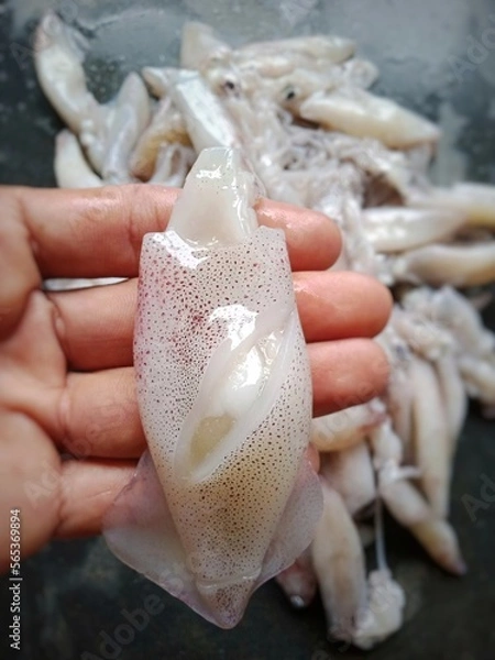 Obraz Fresh squid prepared on background