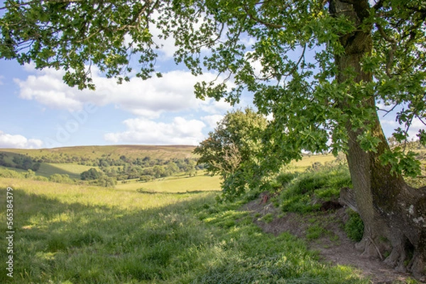 Fototapeta Radnor hills in the Summertime.