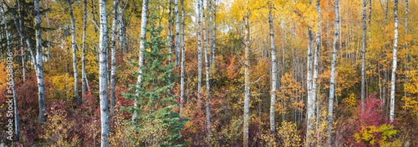 Fototapeta Birch trunks and evergreens mingle with the autumn color in a Northern Wisconsin forest.