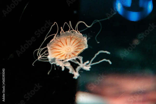 Obraz 照らされてただようクラゲ