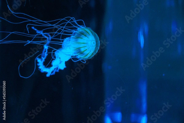 Obraz 青く透明なクラゲ