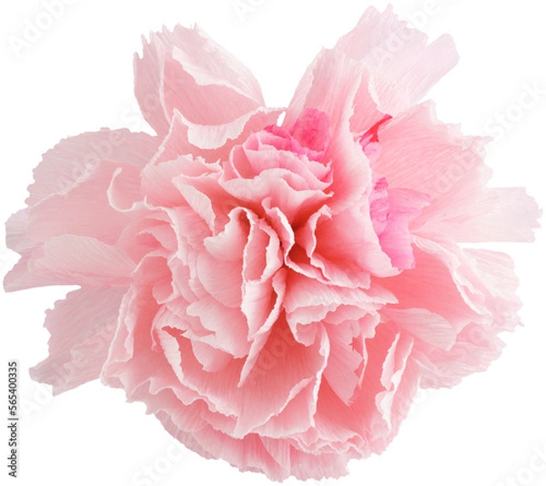 Fototapeta Isolated single paper flower peony made from crepe paper