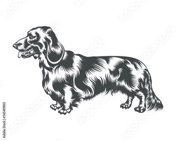 Fototapeta Dachshund Dog Breed Vector Illustration, Dachshund Dog Vector on White Background for t-shirt, logo, and others