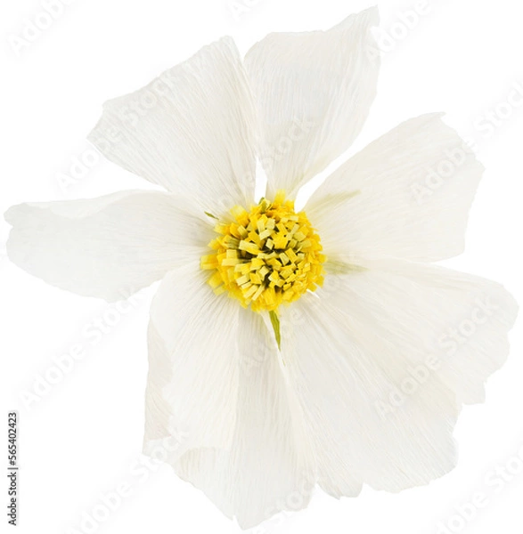 Fototapeta Isolated single cosmos paper flower made from crepe paper