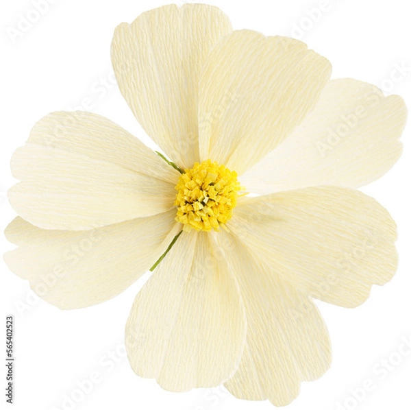 Fototapeta Isolated single cosmos paper flower made from crepe paper